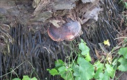 Photo 5. Ganoderma bracket growing from the basal stem and roots of an oil palm.