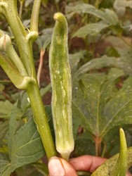 Photo 1. Bumps and ridges on okra pods, some in lines, caused by unknown condition (Fiji).