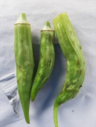 Photo 2. Numerous bumps and ridges on okra pods causing distortions (Fiji).