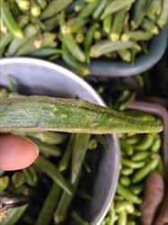Photo 3. Bumps on okra pod (India).
