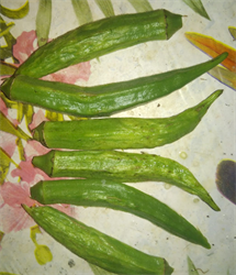 Photo 5. Internal appearance of distorted okra pods (Photo 4).