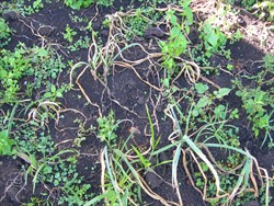 Photo 1. Onion aphid, Neotoxoptera formosana, causing collapse of shallot.