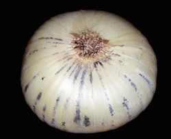 Photo 1. Black mould, Aspergillus niger, along the veins of an onion bulb.