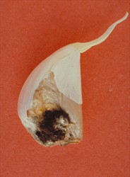 Photo 3. Black mould, Aspergillus niger, on garlic clove.
