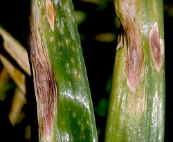 Photo 4. Purple blotch caused by Alternaria porri, on onion. The large spots are oval, purple and up to 150 mm long.