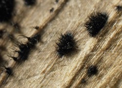 Photo 3. Stiff long hairs within the spore masses of the smudge fungus, Colletotrichum circinans; they can be seen with a hand lens.