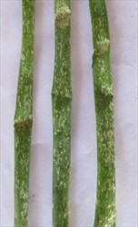 Photo 1. Silvery-white feeding patches on the leaves of shallot from infestations of the onion thrips, Thrips tabaci.