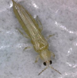 Photo 2. Adult Thrips tabaci are about 1.5 mm long with red eyes.
