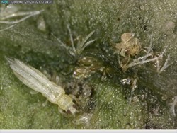 Photo 3. Colours of onion thrips, Thrips tabaci, vary from yellow to brown, through green; compare Photo 2.