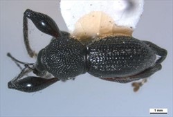 Photo 5. Grey weevil, Oribius destructor.