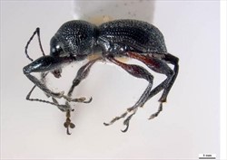 Photo 6. Grey weevil, Oribius destructor (compared to Oribius inimicus the body is shiny black).