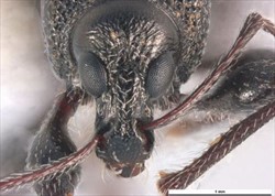 Photo 4. Grey weevil, Oribius inimicus.