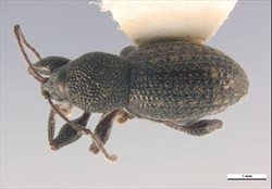 Photo 3. Grey weevil, Oribius inimicus.