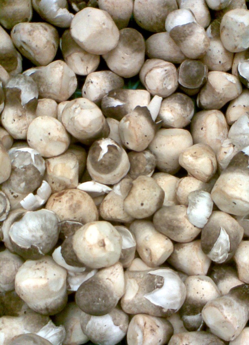 Straw Mushrooms Information and Facts