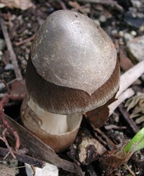 Photo 2. Young paddy straw mushroom, Volvariella volvacea, showing the broken veil on top of the cap and at the bottom of the stem. Note the radiating hairs of the cap.