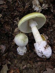 Photo 5. Death cap, Amanita phalloides, clearly showing the ring on the stem. This mushroom is deadly poisonous.