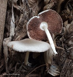 Photo 4. Paddy straw mushroom, Volariella volvacea, showing the lack of a ring on the stem or stipe. Compare with the death cap (Photo 5).