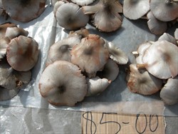 Photo 3. Paddy straw mushrooms, Volvariella volvacea, at Honiara market, Solomon Islands. Note the dark centre to the cap, the variation in colour between caps, from silvery-white to brownish-grey, and the radiating striations.