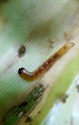 Photo 2. Larva of the Pandanas leaf webworm, Aeolarchis sphenotoma.