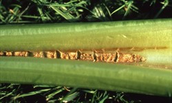 Photo 3. Splits across celery stalks (petioles), characteristic of boron deficiency.