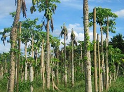Photo 10. Papaya plantation affected by crown rot, Erwinia papayae.