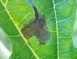 Photo 8. Large angular leaf spot, underside of the leaf, caused by crown rot, Erwinia papayae.