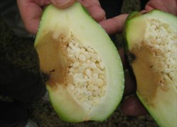 Photo 9. Rot on an immature papaya fruit that has reached the seed cavity, caused by crown rot, Erwinia papayae.