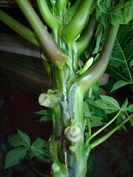 Photo 1. Massive active dark green lesion on papaya stem of crown rot, Erwinia papayae.