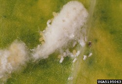 Photo 3. Masses of cotton wool-like wax over colony of papaya mealybug, Paracoccus marginatus.
