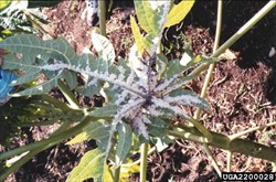 Photo 1. Colonies of papaya mealybug, Paracoccus marginatus, along veins of papaya leaf.