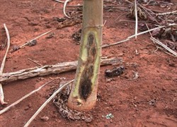 Photo 5. Stem rot on papaya caused by Phytophthora palmivora.