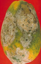 Photo 2. Close-up of a papaya fruit showing the cottony growth of fruit rot, Phytophthora nicotianae, identical in appearance to that caused by Phytophthora palmovora (Photo 1).