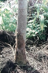 Photo 3. Tree shown in Photo 3 with basal stem rot caused by Phytophthora palmivora.