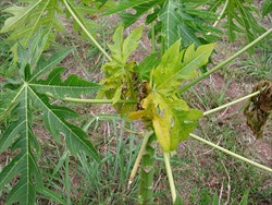 Photo 2. Young yellow leaves growing at an angle due to bending of the stem tip. Moindou, New Caledonia.