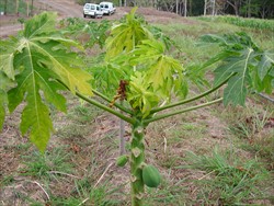 Photo 4. Young yellow leaves growing at an angle due to bending of the stem tip. Moindou, New Caledonia.