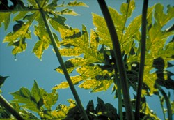 Photo 1. Leaf symptoms on leaves of papaya affected with Papaya ringspot virus - type P. Note the leaves with light yellow and green patches (mosaics), and the deformed leaf on the left.