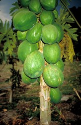 Photo 3. Ringspots on papaya fruits, caused by Papaya ringspot virus - type P.