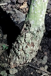 Photo 1. Collar region of passion fruit stem showing swelling and rot caused by the ginger weevil, Elytroteinus subtruncatus, followed by wound-invading fungi.