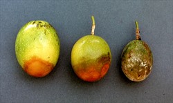 Photo 2. Fruit rot caused by the water mould, Phytophthora nicotianae. Rots are grey-green at first and later light brown.