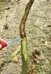 Photo 1. Stem rot, water mould, Phytophthora nicotianae. Rots are purple at first, later brown. When they girdled the stem they cause a wilt.