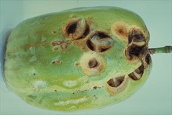 Photo 3. Deeply sunken spots on a granadilla fruit, covered with dark spore masses of Alternaria passiflorae.