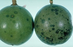Photo 4. Dark brown spots of Alternata spot, Alternaria alternata, on passionfruits.