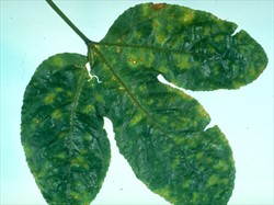 Photo 1. Spots, light brown with yellow haloes, on leaf of passionfruit caused by Alternaria alternata.