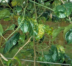 Photo 1. Characteristic spotting and yellowing of leaves from infection by Passion fruit woodiness virus.
