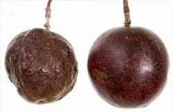 Photo 3. Fruit of passionfruit infected with Passion fruit woodiness virus. Distorted infected fruit (left); healthy (right).