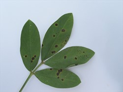 Photo 2. Late leaf spot of peanut, Passalora personata, on top of leaf. The spots have smaller yellow margins or haloes, compared to Photo 1, and the spots are darker. On symptoms alone, difficult to identify.