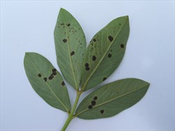 Photo 3. Late leaf spot of peanut, Passalora personata, underside of leaf in Photo 2.