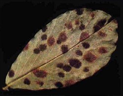 Photo 4. Lower surface of a peanut leaflet with black lesions of late leaf spot, Passalora personata, and brown lesions of early leaf spot, Passalora arachidicola.