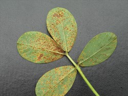 Photo 2. Same leaf as in Photo 1, with the underside showing numerous orange-brown pustules where millions of spores of Puccinia arachidis are produced.