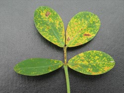Photo 1. Upper leaf surface showing typical yellowing of leaves at late stage of infection by Puccinia arachidis. The leaves dry up but remain attached.